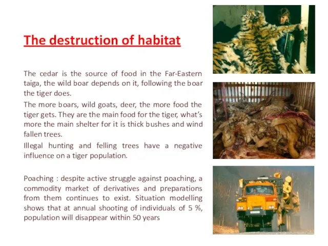 The destruction of habitat The cedar is the source of food in