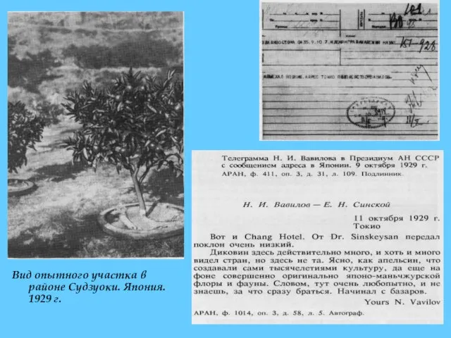 Вид опытного участка в районе Судзуоки. Япония. 1929 г.