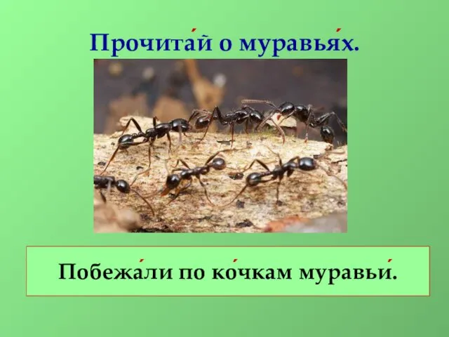Прочита́й о муравья́х. Побежа́ли по ко́чкам муравьи́.