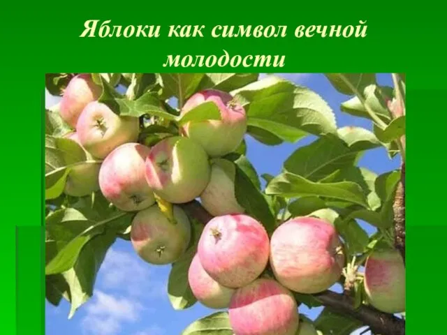 Яблоки как символ вечной молодости Как мы знаем из мифов, все боги