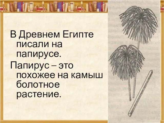 В Древнем Египте писали на папирусе. Папирус – это похожее на камыш болотное растение.