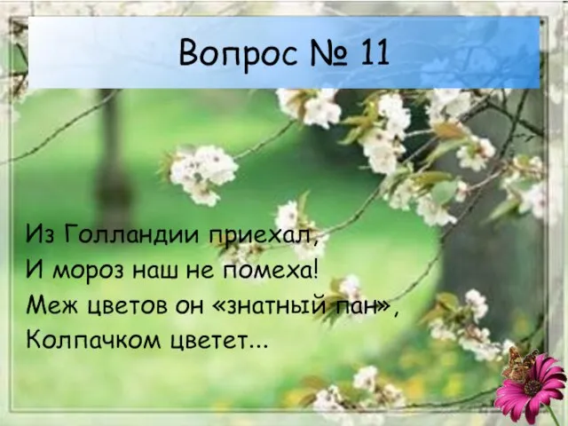 Вопрос № 11 Из Голландии приехал, И мороз наш не помеха! Меж