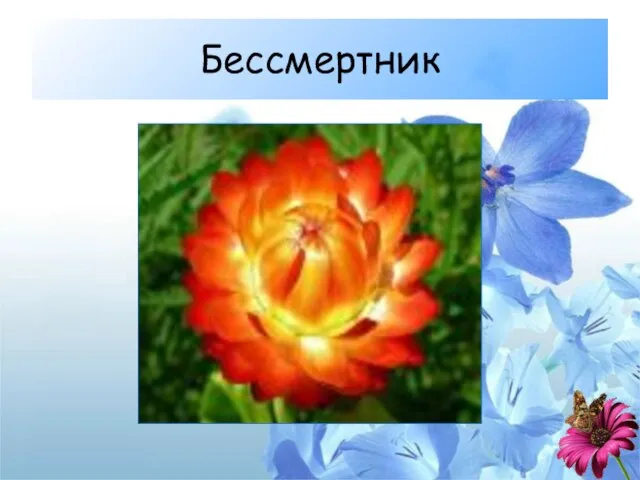 Бессмертник