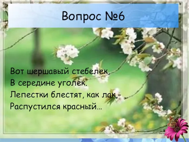 Вопрос №6 Вот шершавый стебелек, В середине уголек. Лепестки блестят, как лак,- Распустился красный…