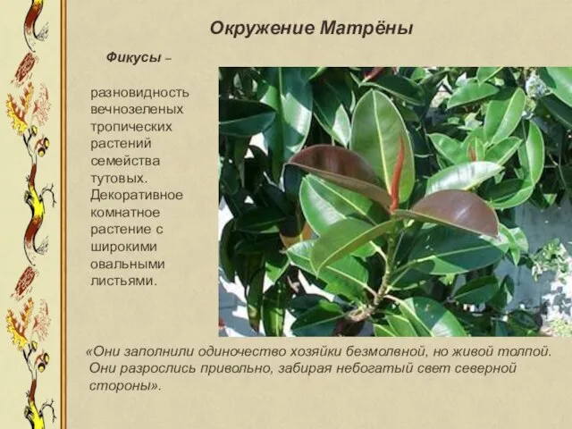 Фикусы – разновидность вечнозеленых тропических растений семейства тутовых. Декоративное комнатное растение с
