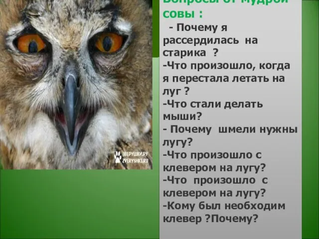 Вопросы от мудрой совы : - Почему я рассердилась на старика ?