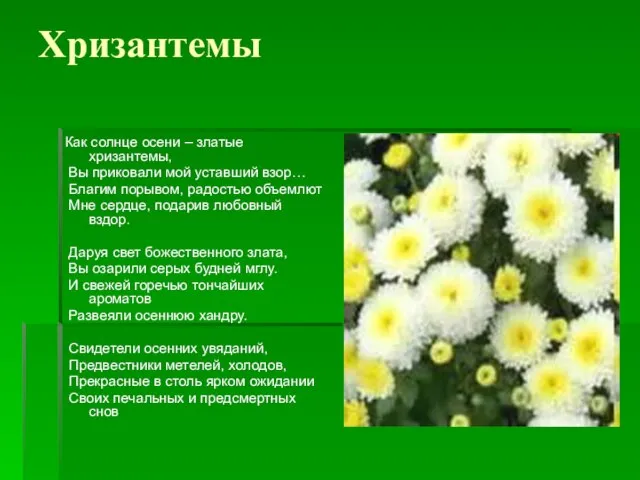 Хризантемы Как солнце осени – златые хризантемы, Вы приковали мой уставший взор…