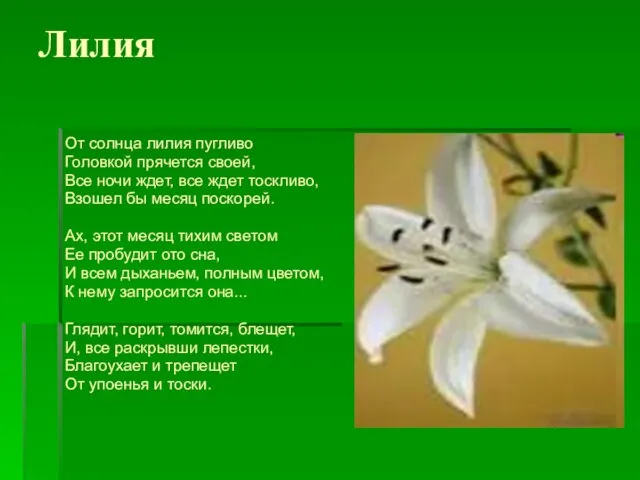 Лилия От солнца лилия пугливо Головкой прячется своей, Все ночи ждет, все