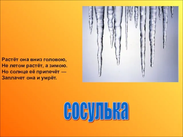 Растёт она вниз головою, Не летом растёт, а зимою. Но солнце её