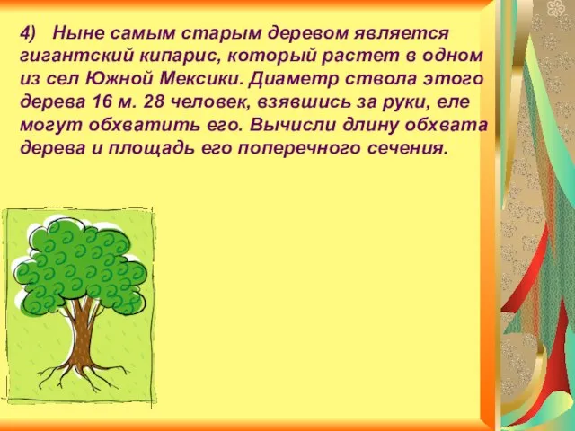 4) Ныне самым старым деревом является гигантский кипарис, который растет в одном