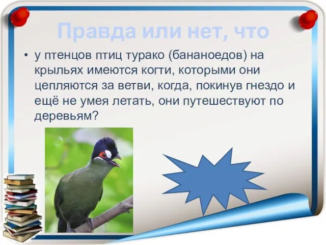 Правда или нет, что у птенцов птиц турако (бананоедов) на крыльях имеются