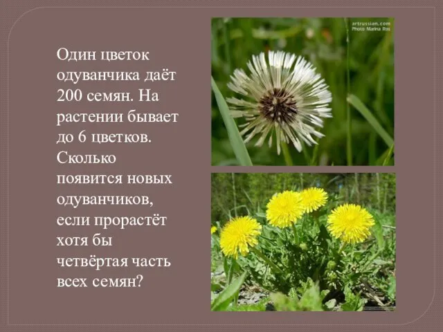 Один цветок одуванчика даёт 200 семян. На растении бывает до 6 цветков.