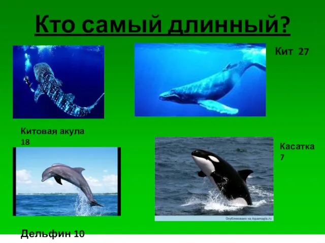 Кто самый длинный? Китовая акула 18 Кит 27 Касатка 7 Дельфин 10