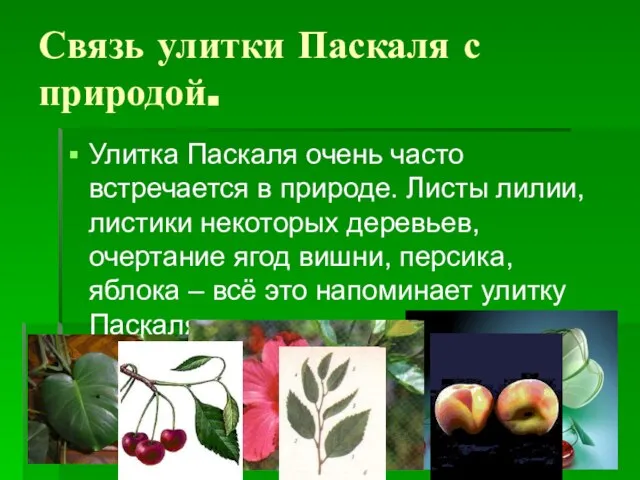 Связь улитки Паскаля с природой. Улитка Паскаля очень часто встречается в природе.