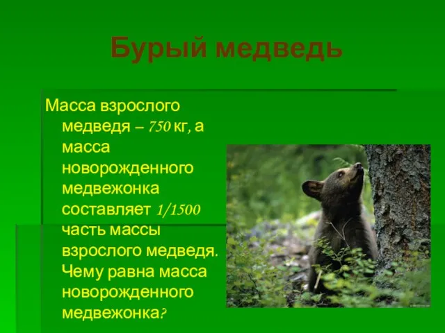 Бурый медведь Масса взрослого медведя – 750 кг, а масса новорожденного медвежонка