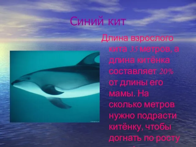 Синий кит Длина взрослого кита 35 метров, а длина китёнка составляет 20%