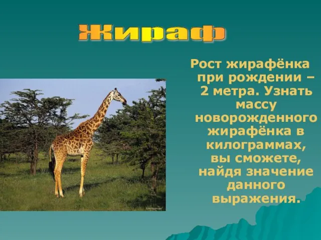 Рост жирафёнка при рождении – 2 метра. Узнать массу новорожденного жирафёнка в