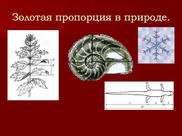 Золотая пропорция в природе.