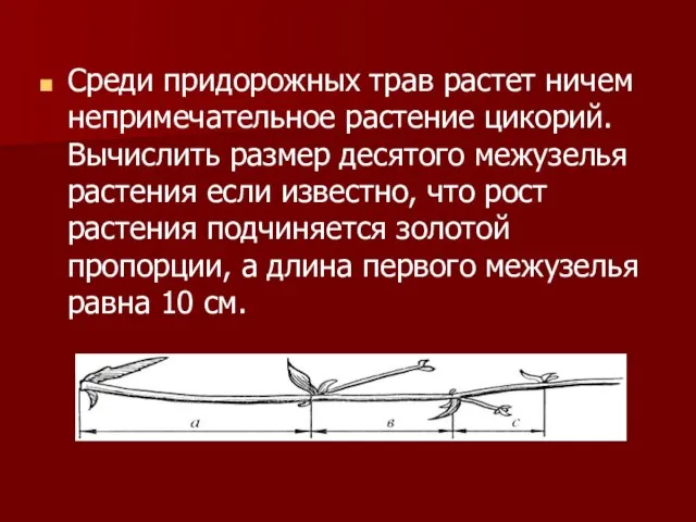 Среди придорожных трав растет ничем непримечательное растение цикорий. Вычислить размер десятого межузелья