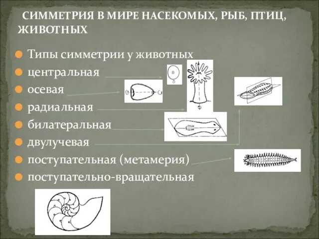 Типы симметрии у животных центральная осевая радиальная билатеральная двулучевая поступательная (метамерия) поступательно-вращательная