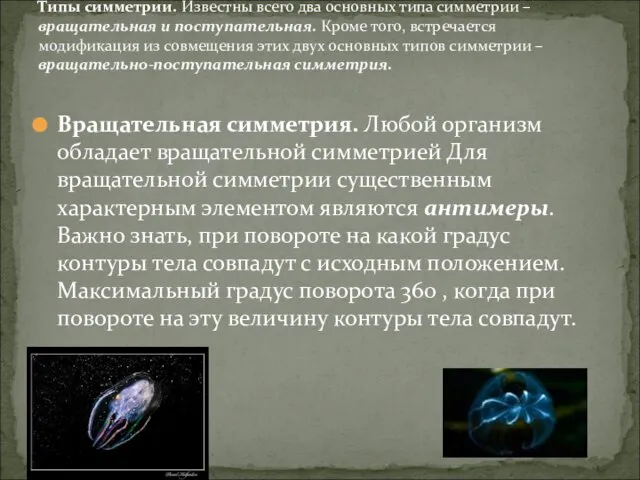 Вращательная симметрия. Любой организм обладает вращательной симметрией Для вращательной симметрии существенным характерным