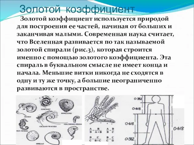 Золотой коэффициент Золотой коэффициент используется природой для построения ее частей, начиная от