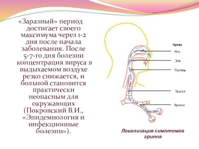 Локализация симптомов гриппа «Заразный» период достигает своего максимума через 1-2 дня после