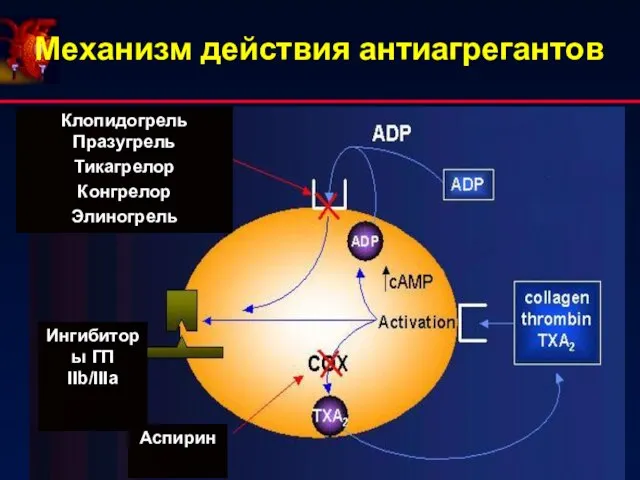 Механизм действия антиагрегантов