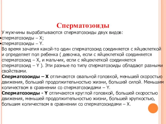 Сперматозоиды У мужчины вырабатываются сперматозоиды двух видов: сперматозоиды – X; сперматозоиды –