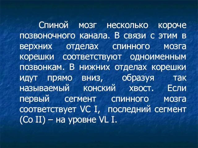 Спиной мозг несколько короче позвоночного канала. В связи с этим в верхних