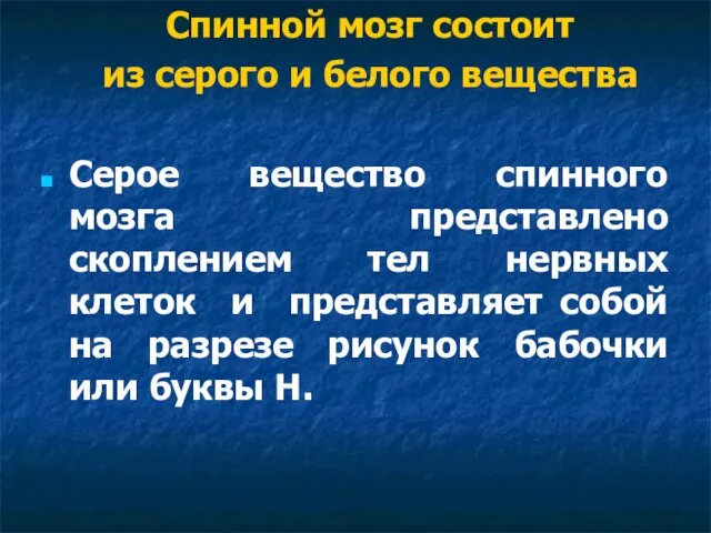 Спинной мозг состоит из серого и белого вещества Серое вещество спинного мозга