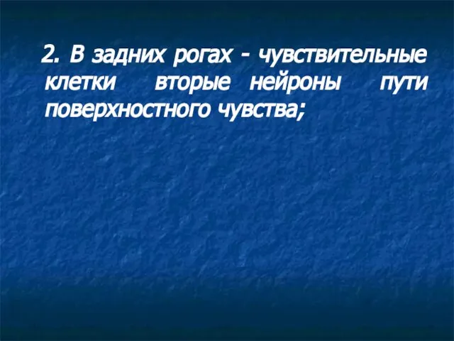 2. В задних рогах - чувствительные клетки вторые нейроны пути поверхностного чувства;