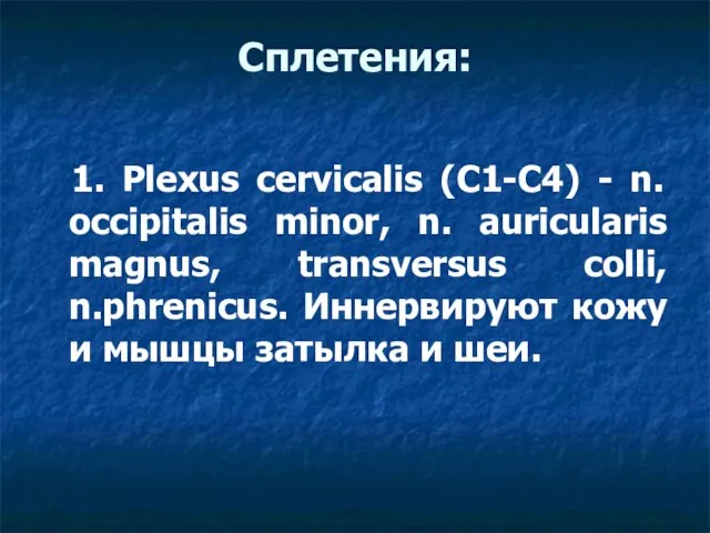 Сплетения: 1. Plexus cervicalis (C1-C4) - n. occipitalis minor, n. auricularis magnus,