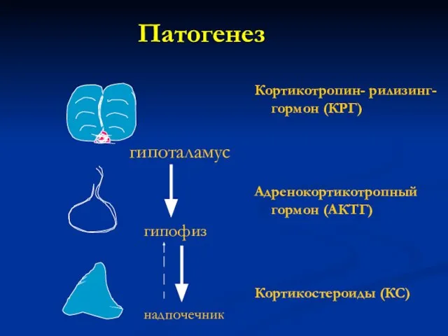 Патогенез Кортикотропин- рилизинг-гормон (КРГ) Адренокортикотропный гормон (АКТГ) Кортикостероиды (КС) гипоталамус гипофиз надпочечник