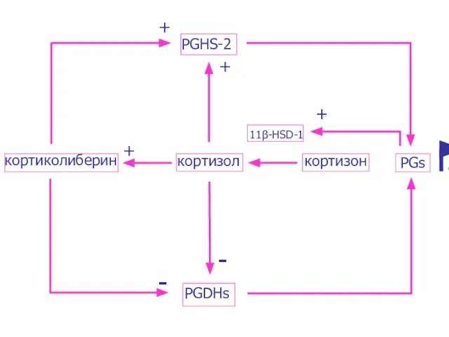 кортиколиберин кортизол кортизон PGs PGHS-2 PGDHs 11β-HSD-1 + + + + - -
