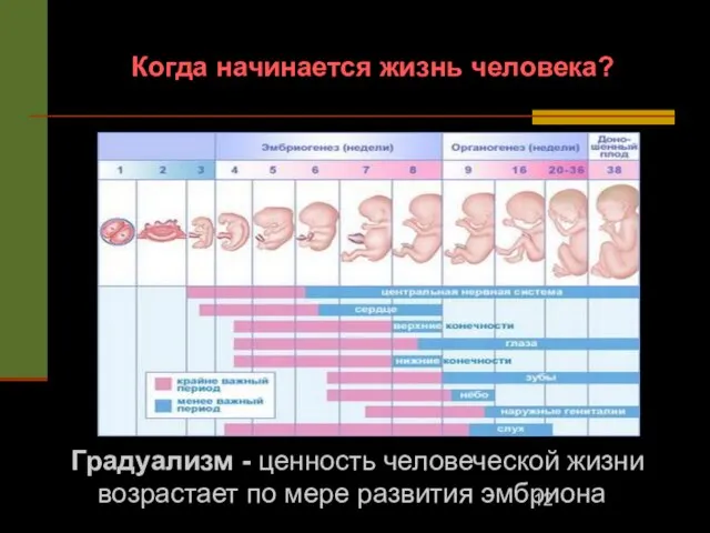 Когда начинается жизнь человека? Градуализм - ценность человеческой жизни возрастает по мере развития эмбриона