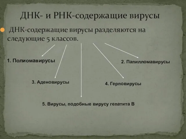 ДНК- и РНК-содержащие вирусы ДНК-содержащие вирусы разделяются на следующие 5 классов. 1.