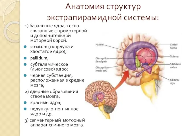 Анатомия структур экстрапирамидной системы: 1) базальные ядра, тесно связанные с премоторной и