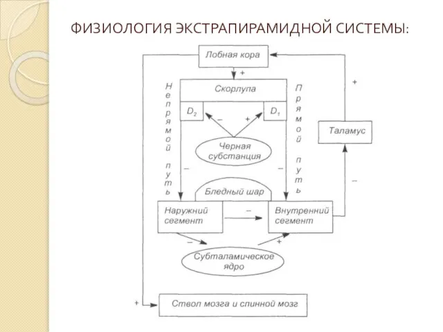 ФИЗИОЛОГИЯ ЭКСТРАПИРАМИДНОЙ СИСТЕМЫ: