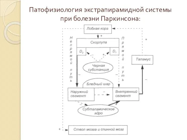 Патофизиология экстрапирамидной системы при болезни Паркинсона: