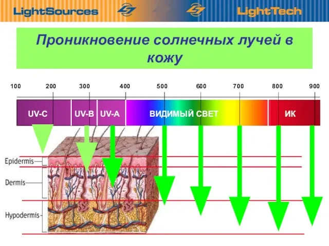 Проникновение солнечных лучей в кожу 100 200 300 400 500 600 700