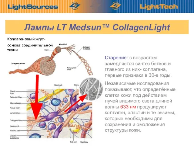 Старение: с возрастом замедляется синтез белков и главного из них- коллагена, первые