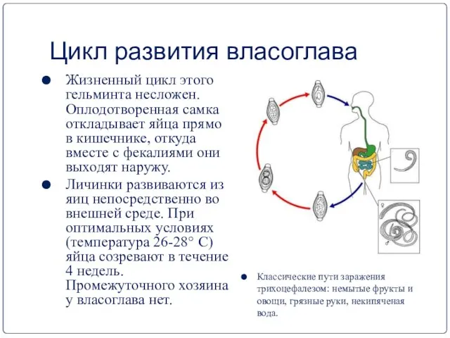 Цикл развития власоглава Жизненный цикл этого гельминта несложен. Оплодотворенная самка откладывает яйца