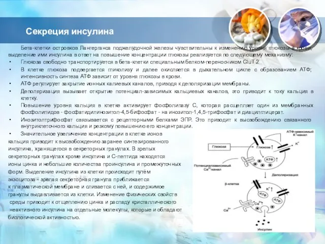 Секреция инсулина Бета-клетки островков Лангерганса поджелудочной железы чувствительны к изменению уровня глюкозы