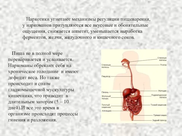 Наркотики угнетают механизмы регуляции пищеварения, у наркоманов притупляются все вкусовые и обонятельные