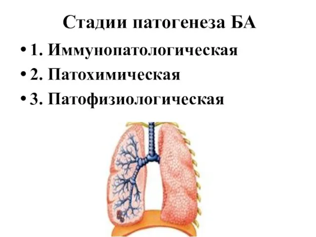 Стадии патогенеза БА 1. Иммунопатологическая 2. Патохимическая 3. Патофизиологическая