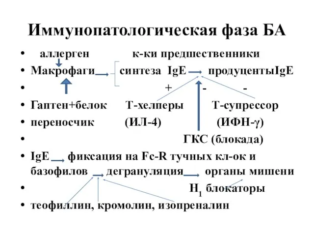 Иммунопатологическая фаза БА аллерген к-ки предшественники Макрофаги синтеза IgE продуцентыIgE + -