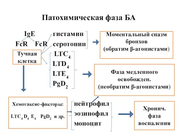 Патохимическая фаза БА IgЕ гистамин FcR FcR серотонин R LTC4 LTD4 LTE4