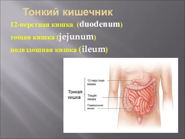 Тонкий кишечник 12-перстная кишка (duodenum) тощая кишка (jejunum) подвздошная кишка (ileum)