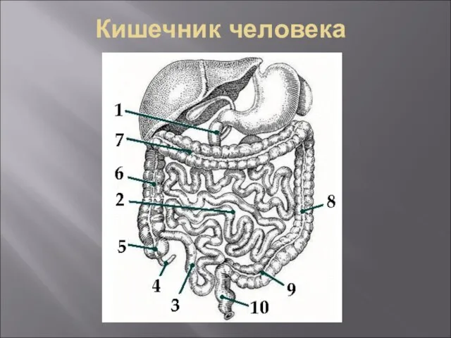 Кишечник человека